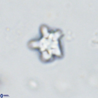 Discoaster gardiae VR 18634