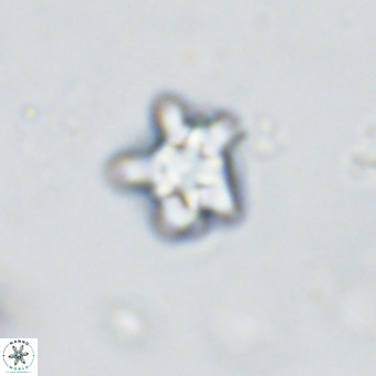 Discoaster gardiae VR 18634