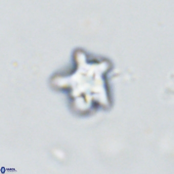 Discoaster gardiae VR 18635