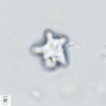 Discoaster gardiae VR 18635