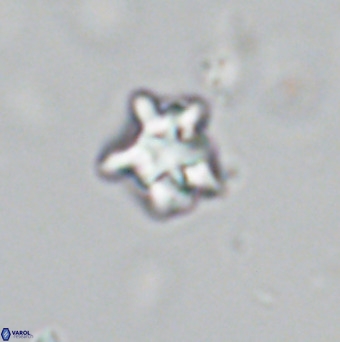 Discoaster gardiae VR 18636