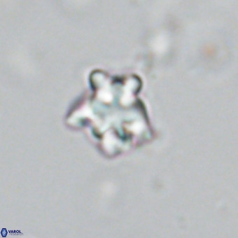 Discoaster gardiae VR 18637