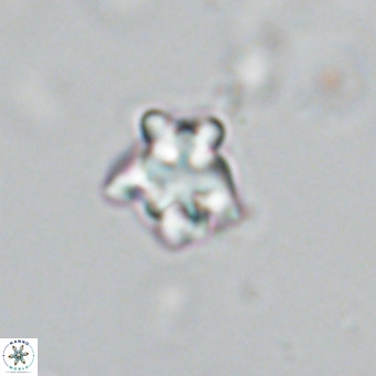 Discoaster gardiae VR 18637
