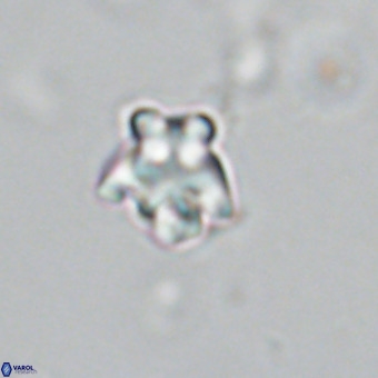 Discoaster gardiae VR 18638