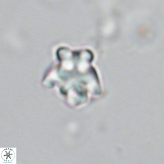Discoaster gardiae VR 18638