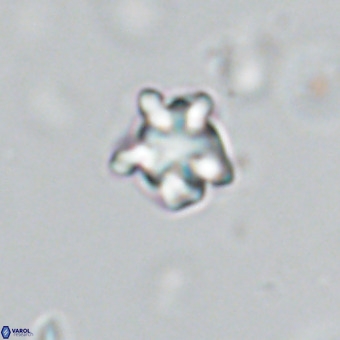 Discoaster gardiae VR 18640