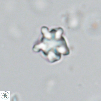 Discoaster gardiae VR 18640
