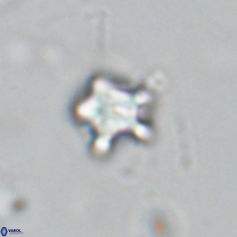 Discoaster gardiae VR 18642