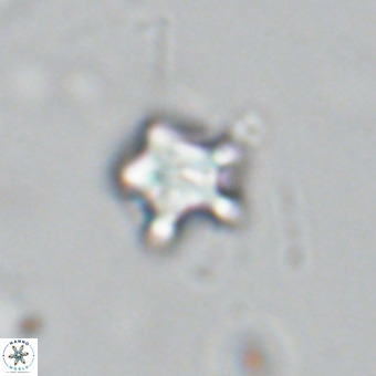 Discoaster gardiae VR 18639