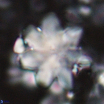Discoaster geometricus 22667