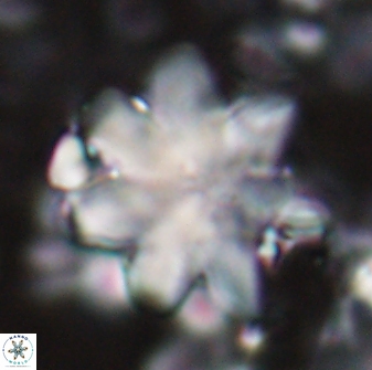 Discoaster geometricus 22667