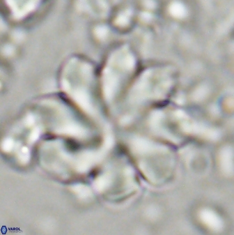 Discoaster geometricus 42938