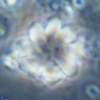 Discoaster geometricus 42939
