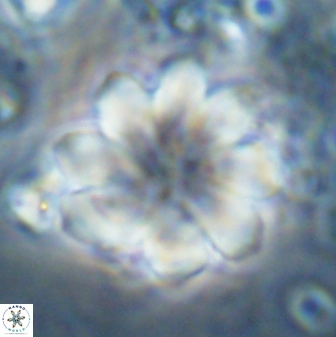 Discoaster geometricus 42939