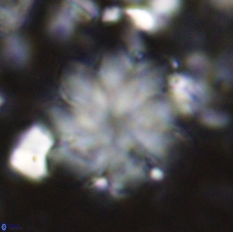 Discoaster geometricus 42944