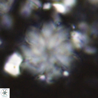 Discoaster geometricus 42944