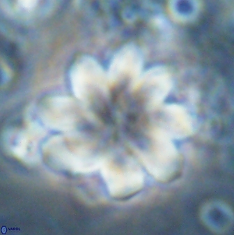 Discoaster geometricus 42940