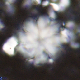 Discoaster geometricus 42941