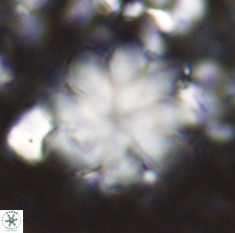 Discoaster geometricus 42941