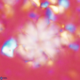 Discoaster geometricus 42942