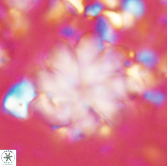 Discoaster geometricus 42942