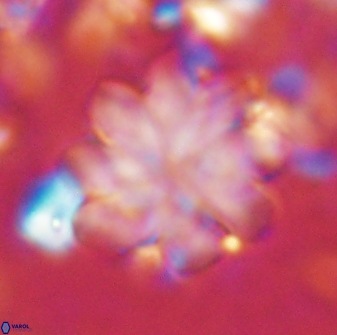Discoaster geometricus 42943