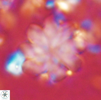 Discoaster geometricus 42943
