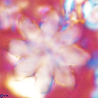 Discoaster geometricus 43514