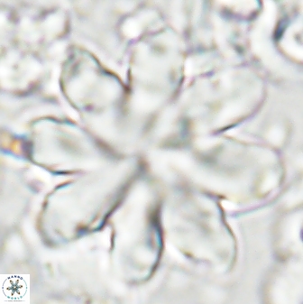 Discoaster geometricus 43511