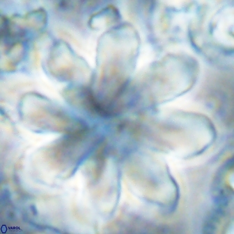 Discoaster geometricus 43512