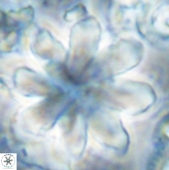 Discoaster geometricus 43512