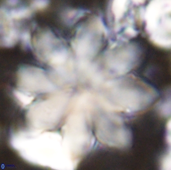 Discoaster geometricus 43513