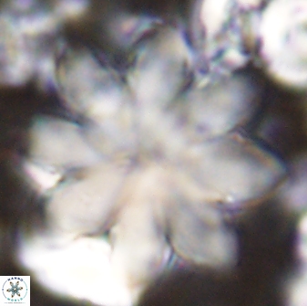 Discoaster geometricus 43513