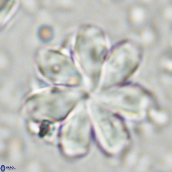 Discoaster geometricus 43529