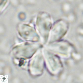 Discoaster geometricus 43529