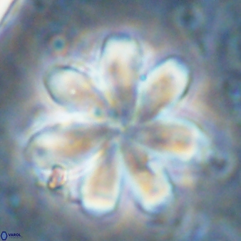 Discoaster geometricus 43530
