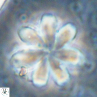 Discoaster geometricus 43530