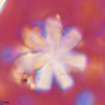 Discoaster geometricus 43531