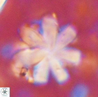 Discoaster geometricus 43531