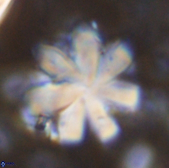 Discoaster geometricus 43532