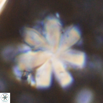 Discoaster geometricus 43532