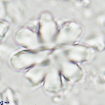 Discoaster geometricus 43689