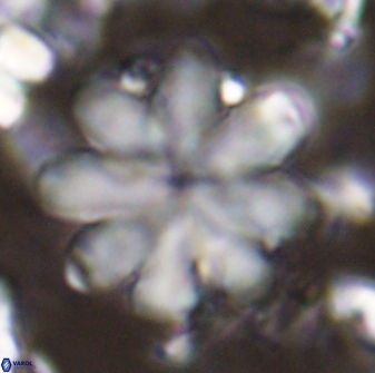 Discoaster geometricus 43694