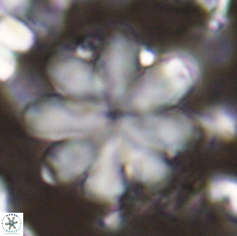 Discoaster geometricus 43694