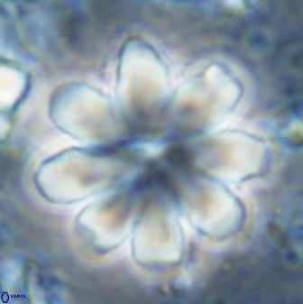 Discoaster geometricus 43690