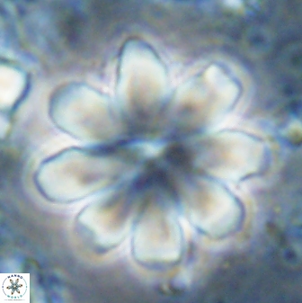 Discoaster geometricus 43690