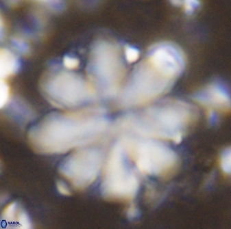 Discoaster geometricus 43691