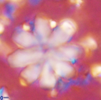 Discoaster geometricus 43692