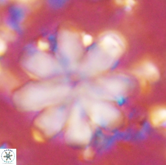 Discoaster geometricus 43692