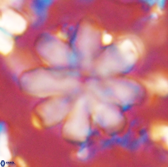 Discoaster geometricus 43693